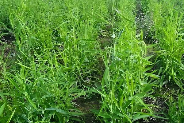 什么时候种柴胡，在春季或者冬季的时候种植