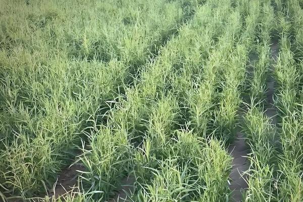 什么时候种柴胡，在春季或者冬季的时候种植