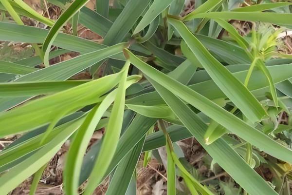 什么时候种柴胡，在春季或者冬季的时候种植