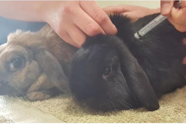 兔子常用的疫苗，有兔瘟疫苗、兔粘液瘤疫苗等
