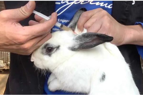 兔子常用的疫苗，有兔瘟疫苗、兔粘液瘤疫苗等