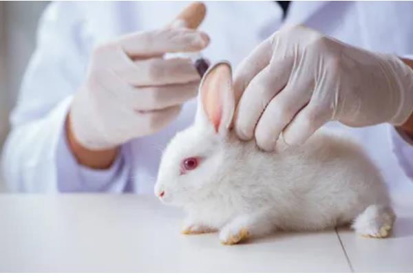 兔子常用的疫苗，有兔瘟疫苗、兔粘液瘤疫苗等