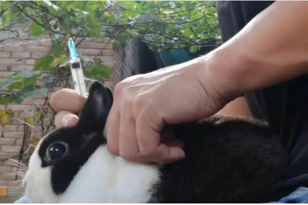 兔子常用的疫苗，有兔瘟疫苗、兔粘液瘤疫苗等