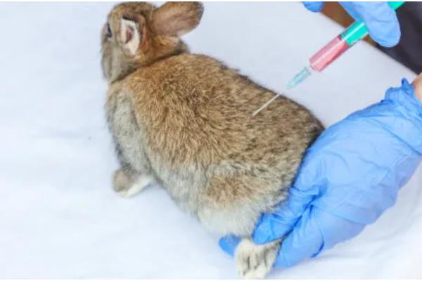 兔子常用的疫苗，有兔瘟疫苗、兔粘液瘤疫苗等