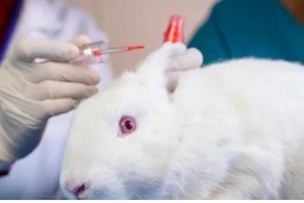 兔子常用的疫苗，有兔瘟疫苗、兔粘液瘤疫苗等