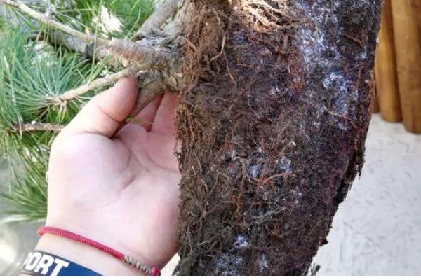 爱心果下山桩的养殖方法，用生根水浸泡半小时再栽种