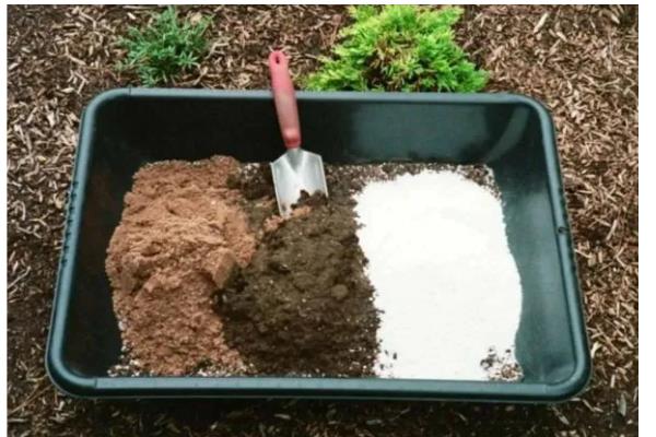 爱心果下山桩的养殖方法，用生根水浸泡半小时再栽种