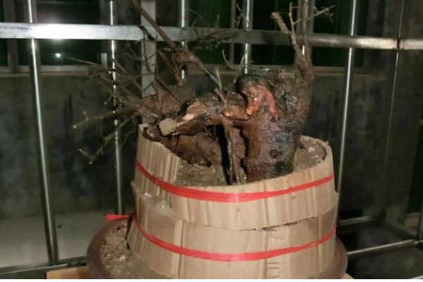 爱心果下山桩的养殖方法，用生根水浸泡半小时再栽种