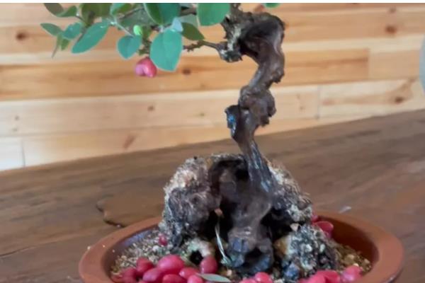 爱心果下山桩的养殖方法，用生根水浸泡半小时再栽种