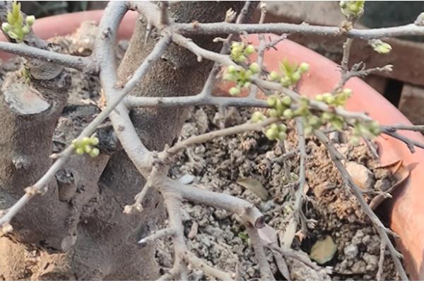 爱心果下山桩的养殖方法，用生根水浸泡半小时再栽种