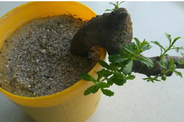 爱心果下山桩的养殖方法，用生根水浸泡半小时再栽种