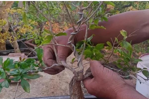 爱心果下山桩的养殖方法，用生根水浸泡半小时再栽种