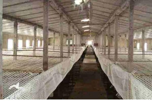 肉鸭的养殖技术，在背风向阳的场地建鸭舍