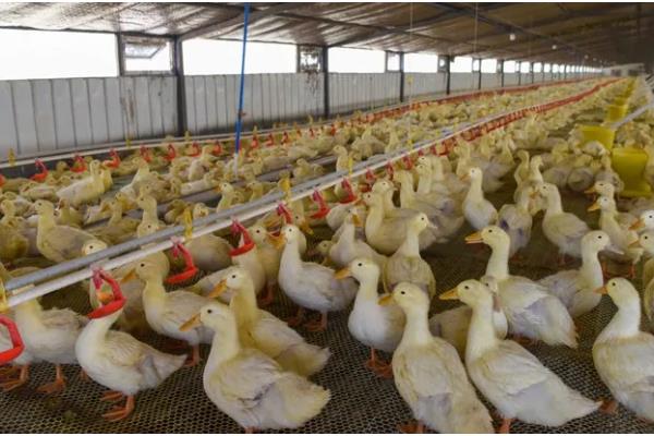 肉鸭的养殖技术，在背风向阳的场地建鸭舍
