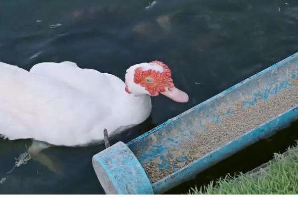 肉鸭的养殖技术，在背风向阳的场地建鸭舍