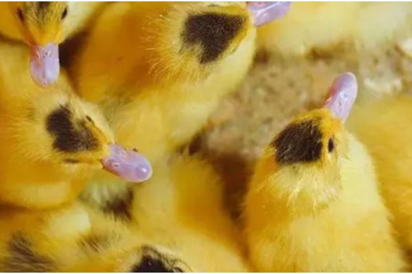 肉鸭的养殖技术，在背风向阳的场地建鸭舍