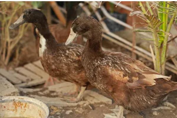 肉鸭的养殖技术，在背风向阳的场地建鸭舍