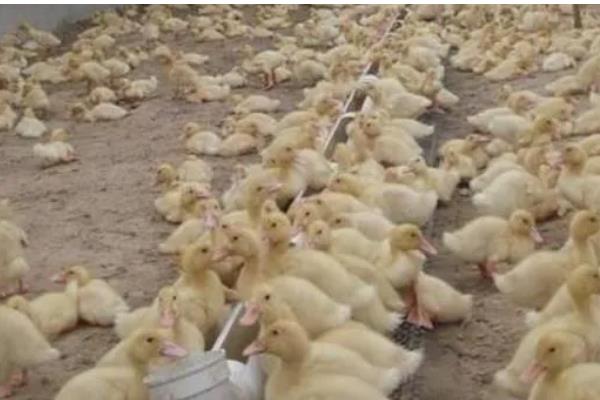 肉鸭的养殖技术，在背风向阳的场地建鸭舍