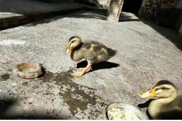 肉鸭的养殖技术，在背风向阳的场地建鸭舍