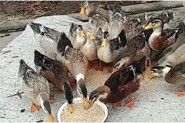 肉鸭的养殖技术，在背风向阳的场地建鸭舍