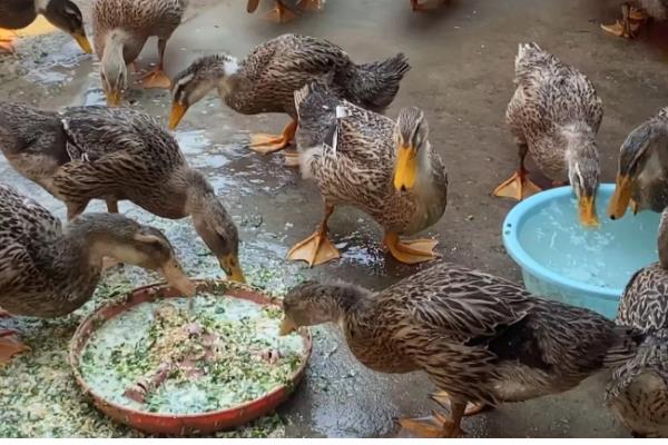 肉鸭的养殖技术，在背风向阳的场地建鸭舍