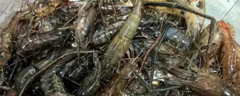 草虾和明虾哪个好吃，两种虾都是很好吃的