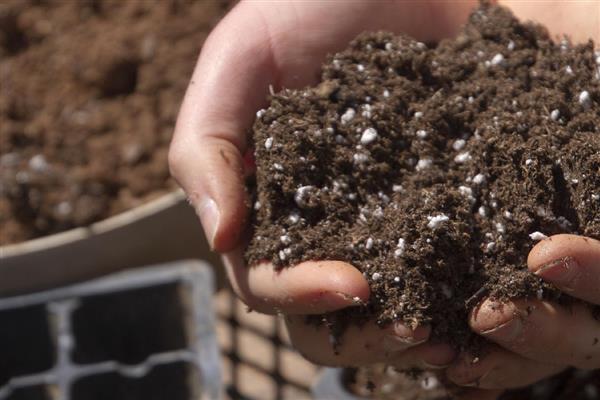 香彩雀如何养殖,喜爱生长在湿润的环境中