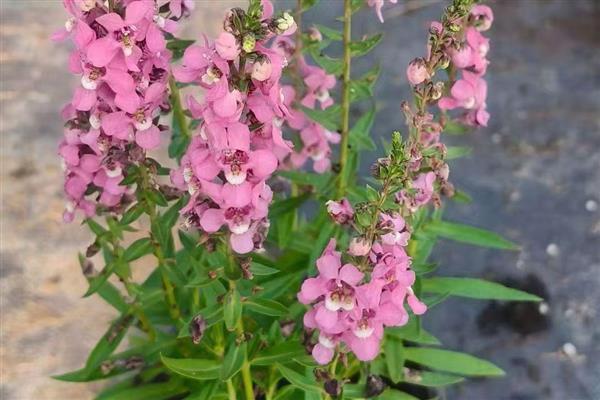 香彩雀如何养殖,喜爱生长在湿润的环境中