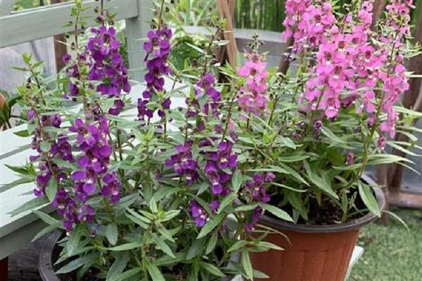 香彩雀如何养殖,喜爱生长在湿润的环境中