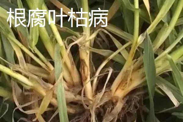 小麦叶枯病有什么类型,分为根腐叶枯病、链格孢叶枯病等种类