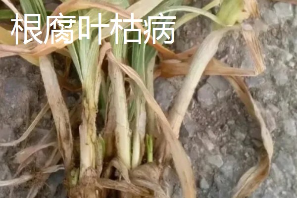 小麦叶枯病有什么类型,分为根腐叶枯病、链格孢叶枯病等种类