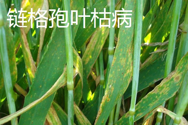 小麦叶枯病有什么类型,分为根腐叶枯病、链格孢叶枯病等种类