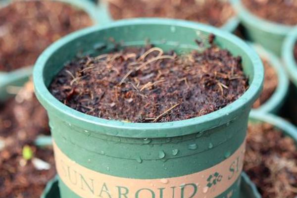 金边常春藤怎么养殖，春秋季节早晚要多晒光