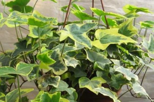 金边常春藤怎么养殖，春秋季节早晚要多晒光