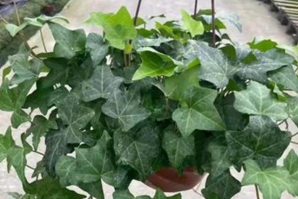 金边常春藤怎么养殖，春秋季节早晚要多晒光