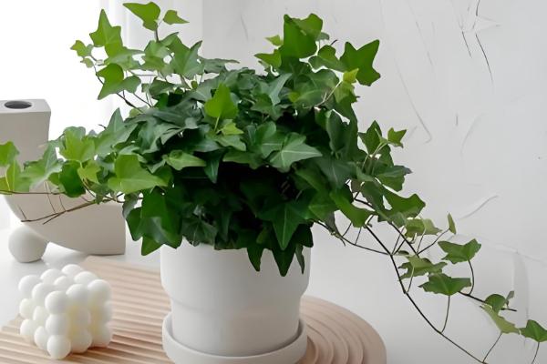 金边常春藤怎么养殖，春秋季节早晚要多晒光