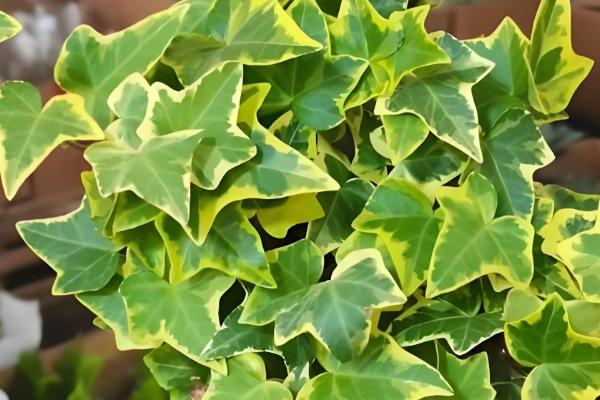 金边常春藤怎么养殖，春秋季节早晚要多晒光