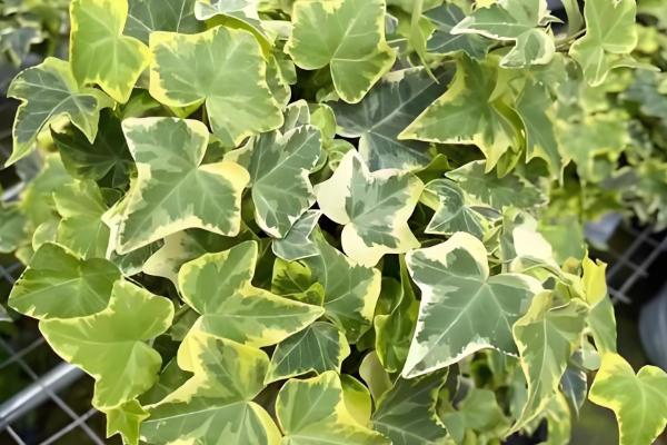 金边常春藤怎么养殖，春秋季节早晚要多晒光