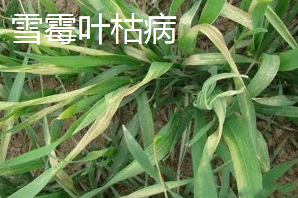 小麦叶枯病有什么类型,分为根腐叶枯病、链格孢叶枯病等种类