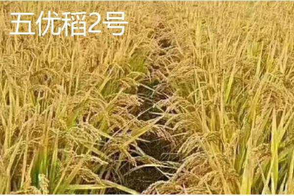 水稻的种类,常见的有五优稻2号、秋田小町等