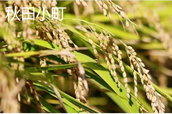 水稻的种类,常见的有五优稻2号、秋田小町等