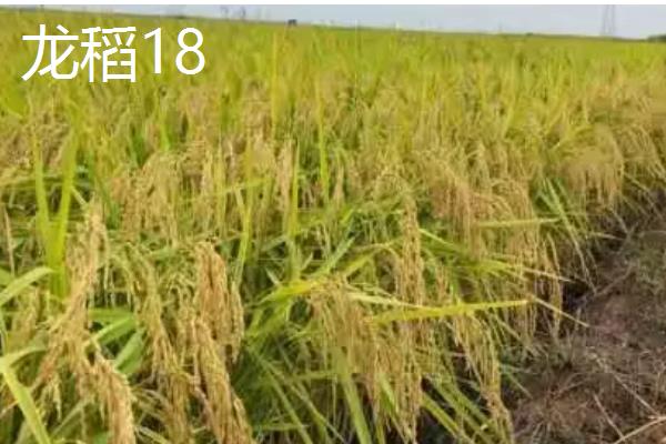 水稻的种类,常见的有五优稻2号、秋田小町等