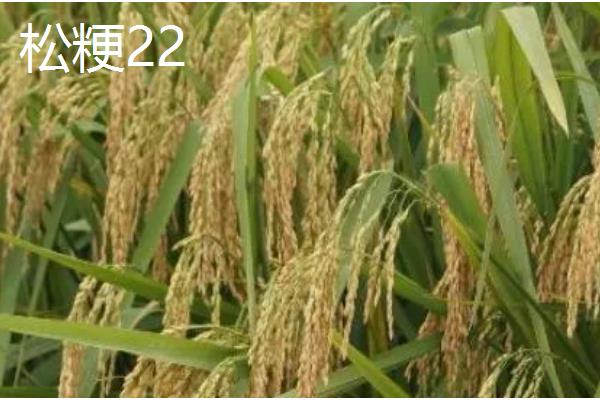 水稻的种类,常见的有五优稻2号、秋田小町等