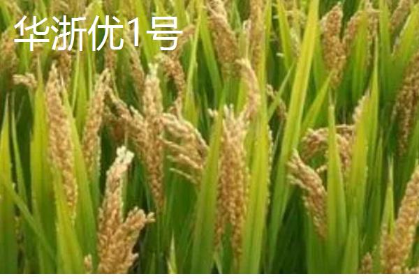 水稻的种类,常见的有五优稻2号、秋田小町等