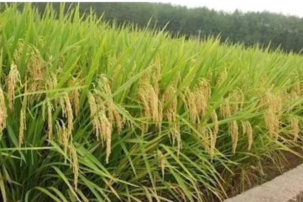 水稻的种类,常见的有五优稻2号、秋田小町等