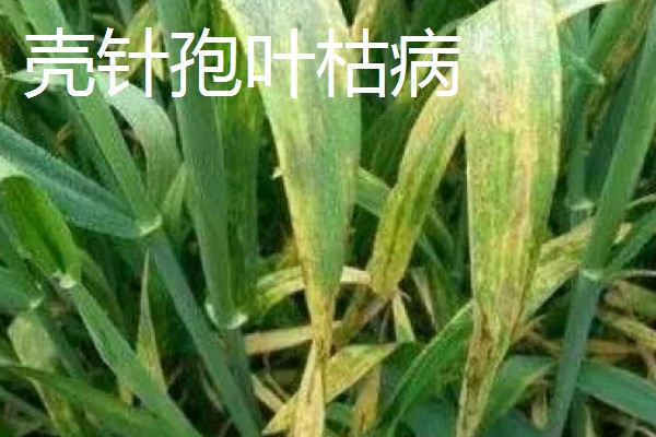 小麦叶枯病有什么类型,分为根腐叶枯病、链格孢叶枯病等种类