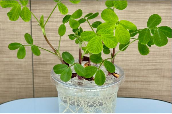 含羞草能水培吗,是可以水培的