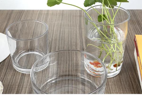 含羞草能水培吗,是可以水培的