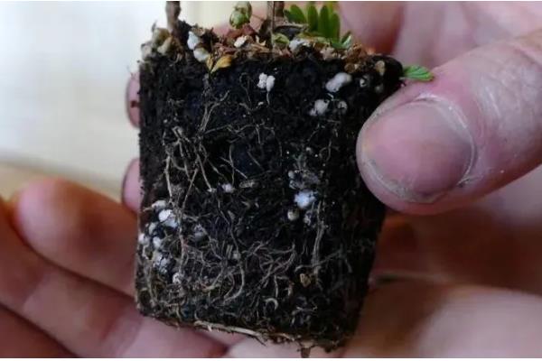 含羞草能水培吗,是可以水培的