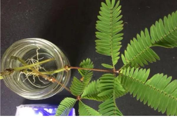 含羞草能水培吗,是可以水培的